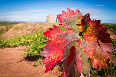 10. Vino y Naturaleza
